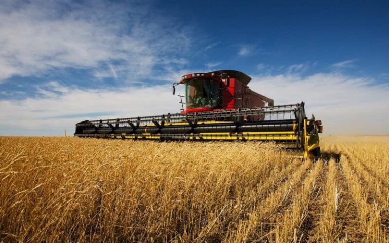 В Украине снижен прогноз урожая зерна