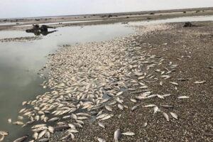 Підрив ГЕС: майже 15% проб води не відповідають нормам