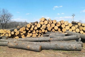 На Прикарпатті викрито посадовців, які рубали ліс на заповідній території