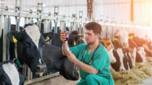 Спеціальні подовжувачі до шприців: інструмент для безпеки й комфорту ін'єкцій ВРХ