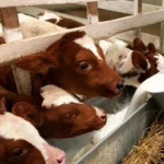 Фермери РФ втратили 1,5 млрд рублів через масове знищення худоби